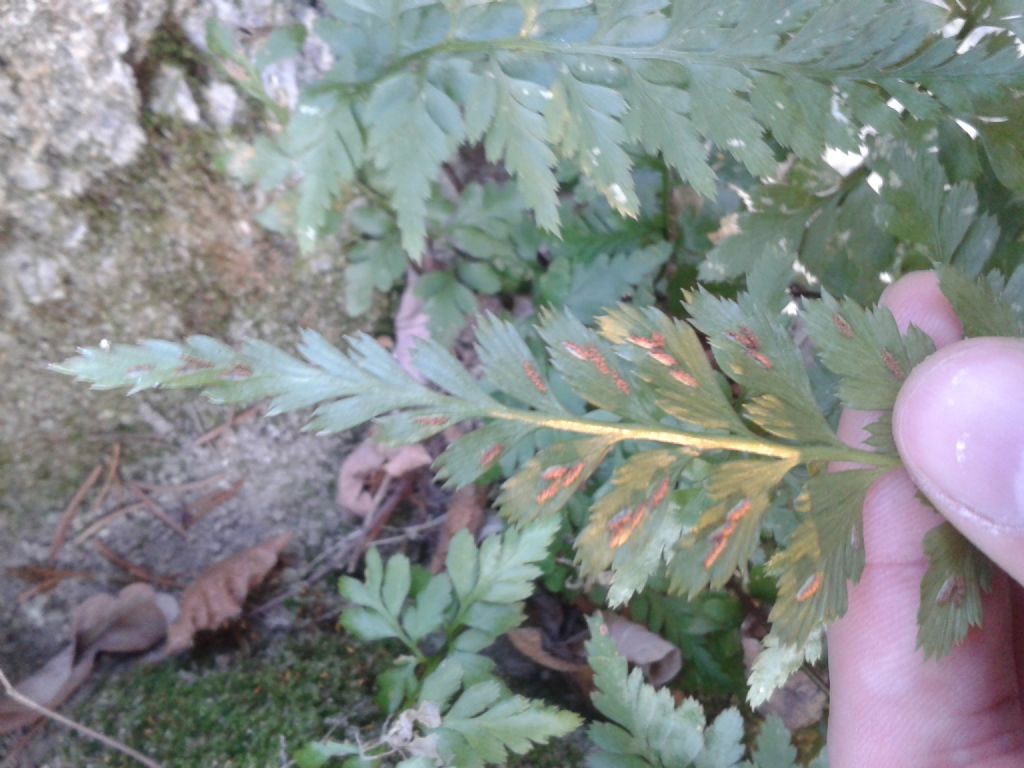 Asplenium cfr. adiantum-nigrum